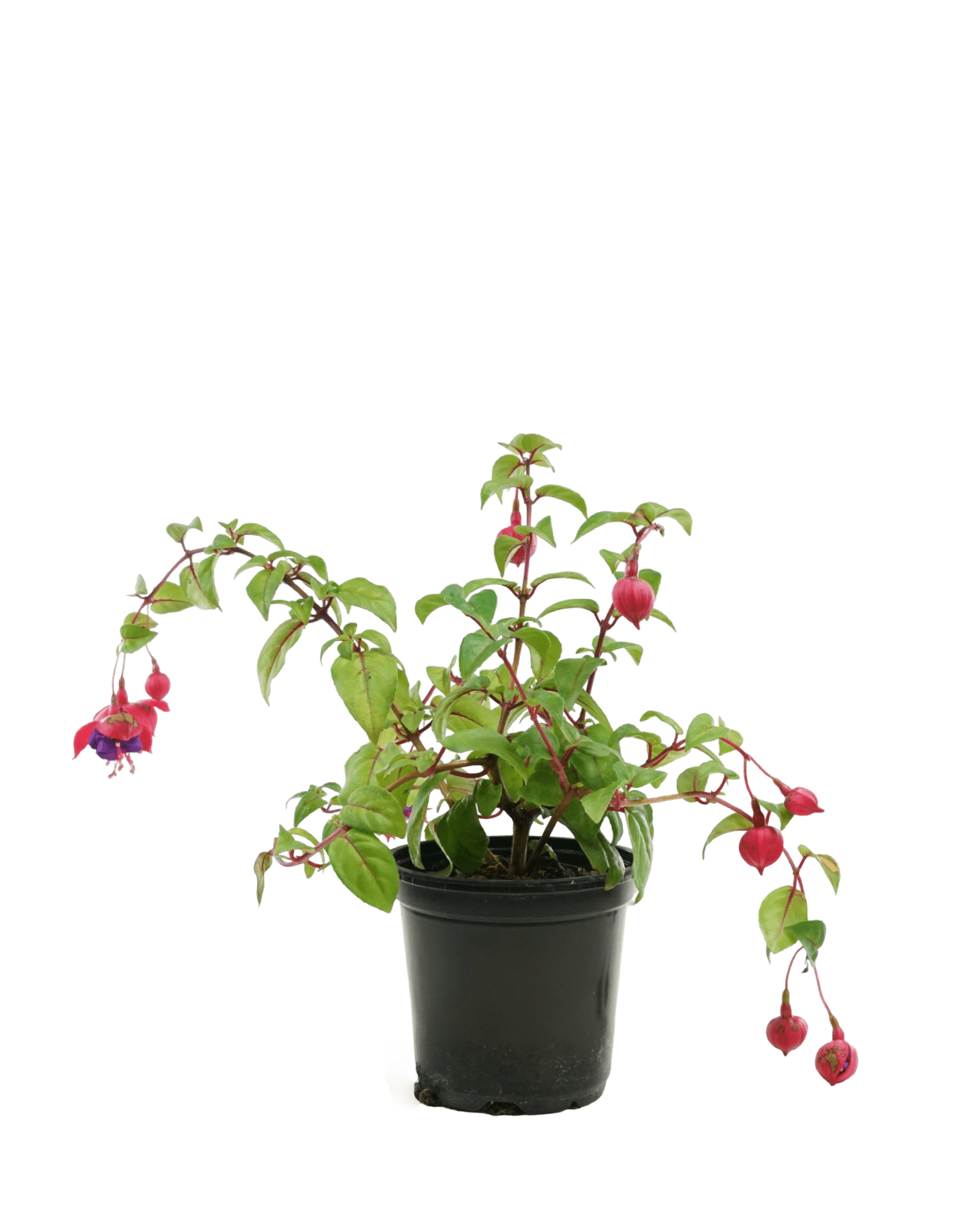 Fuchsia 'Dark Eyes' - The Garden Corner