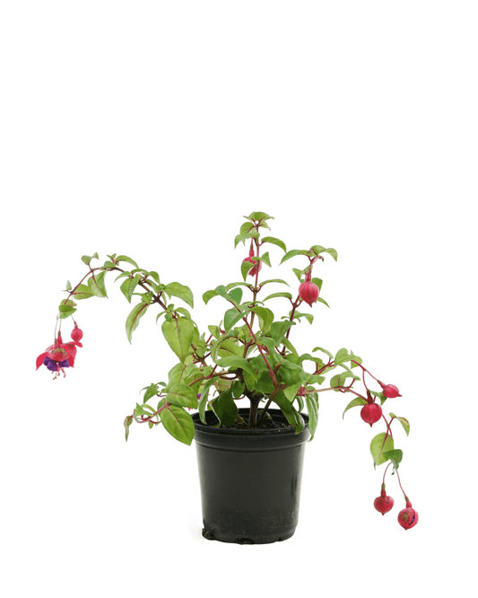 Fuchsia 'Dark Eyes' - The Garden Corner