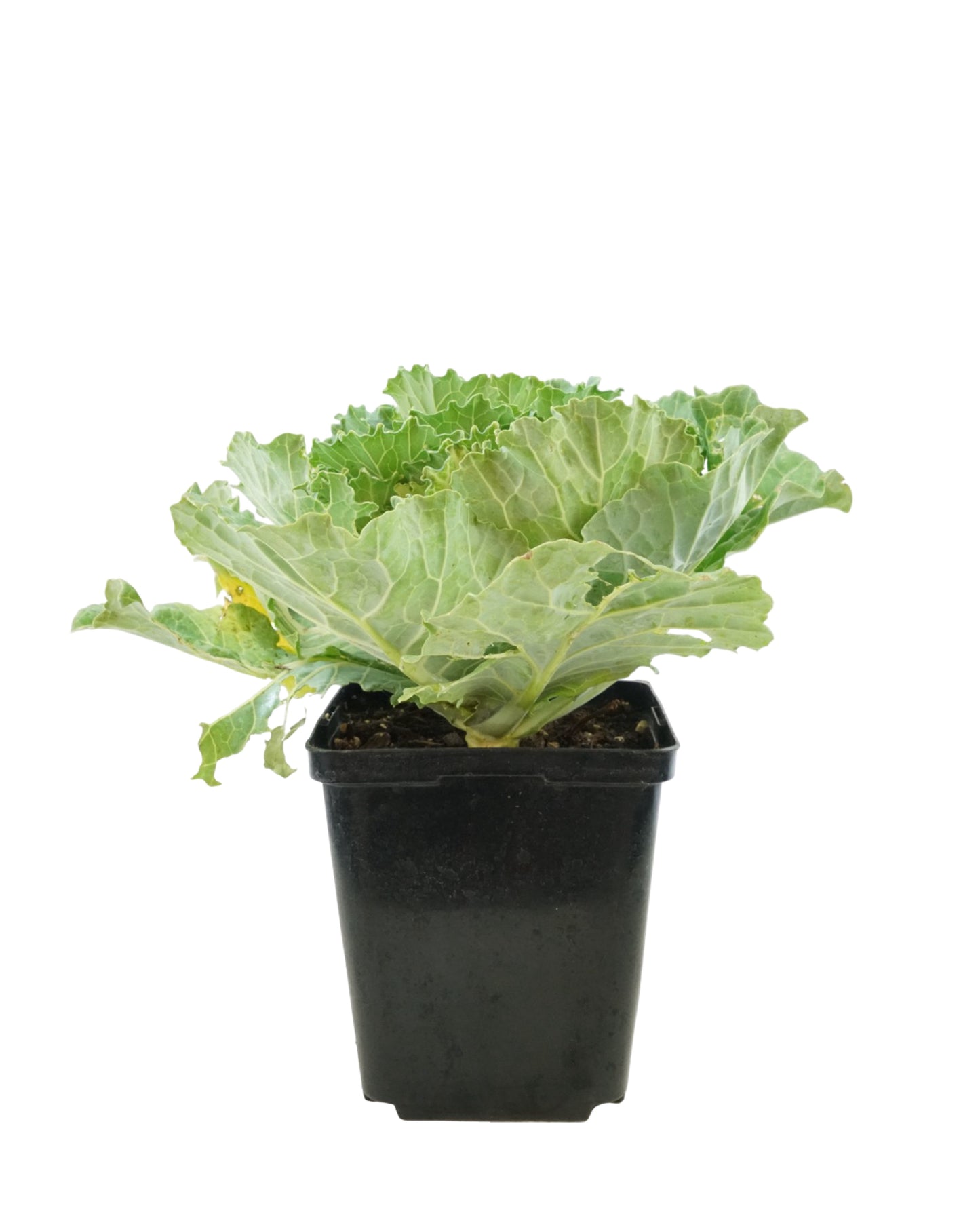 Cabbage 'Pigeon White' - Seasonal Plant