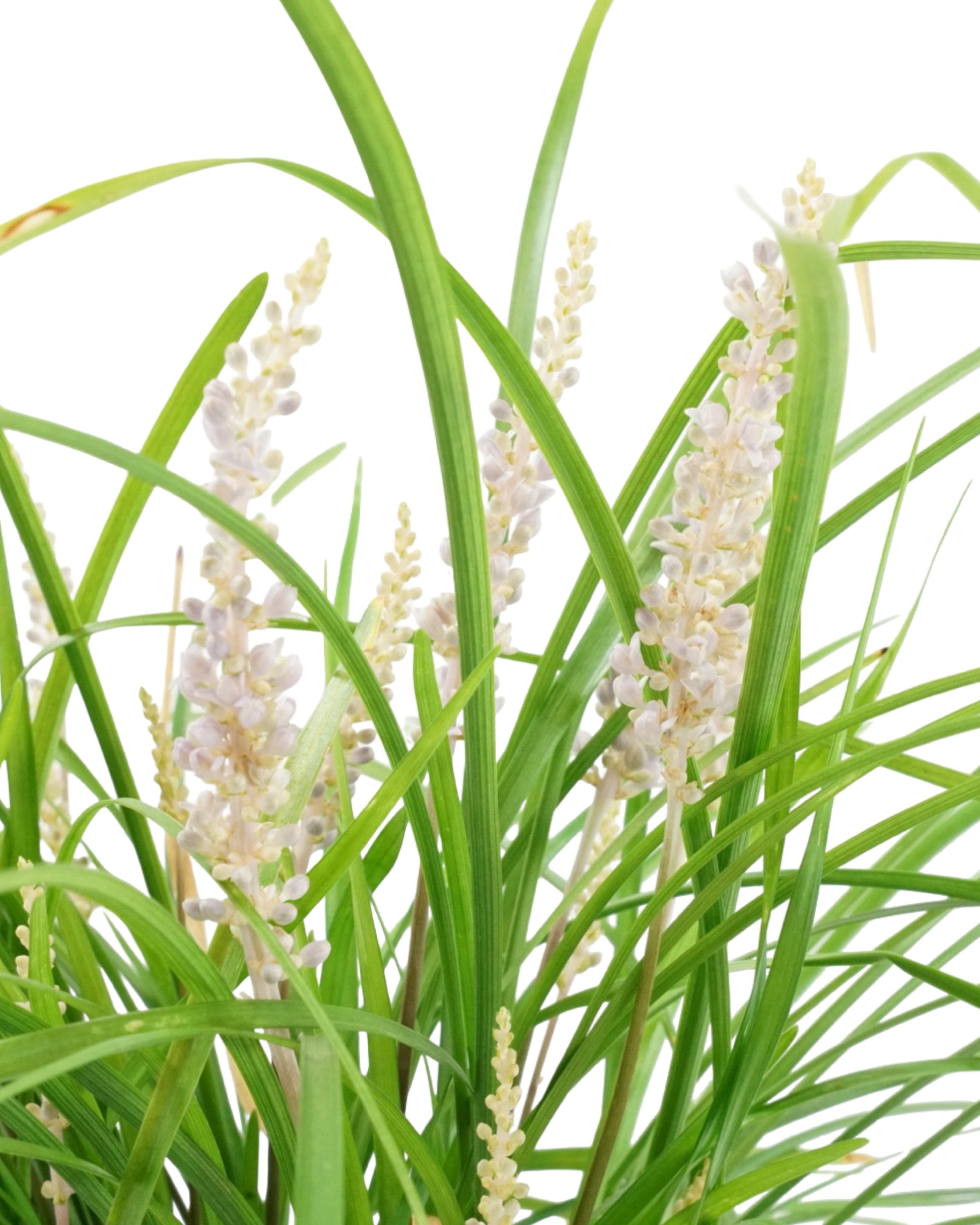Liriope spicata - Perennials