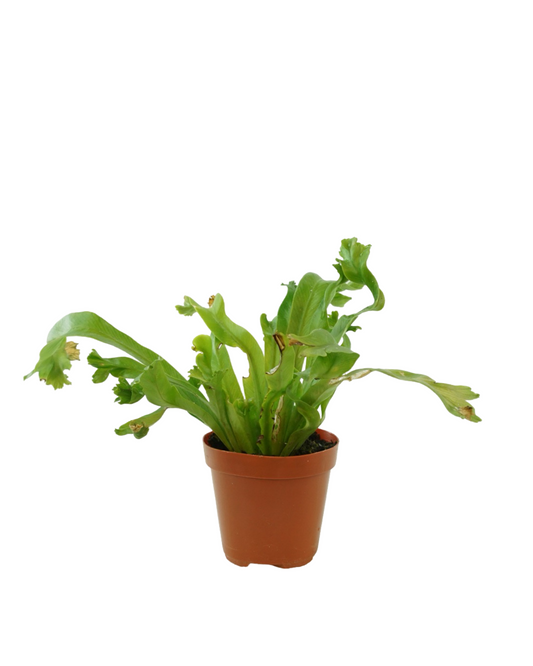 Fern Assorted - House Plants