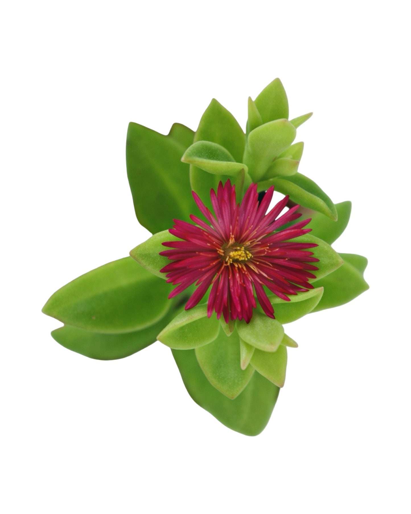 Mesembryanthemum cordifolium - House Plants