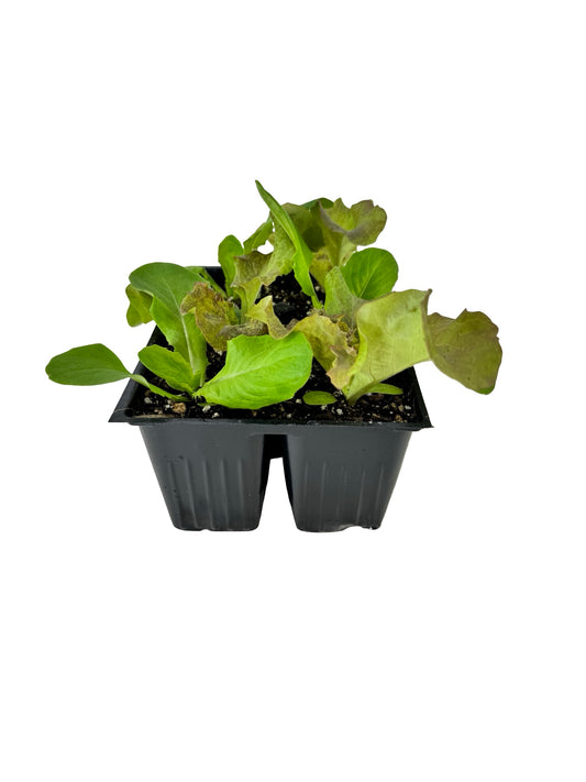 Lettuce 'Gourmet Blend' Organic - Herbs and Vegetables