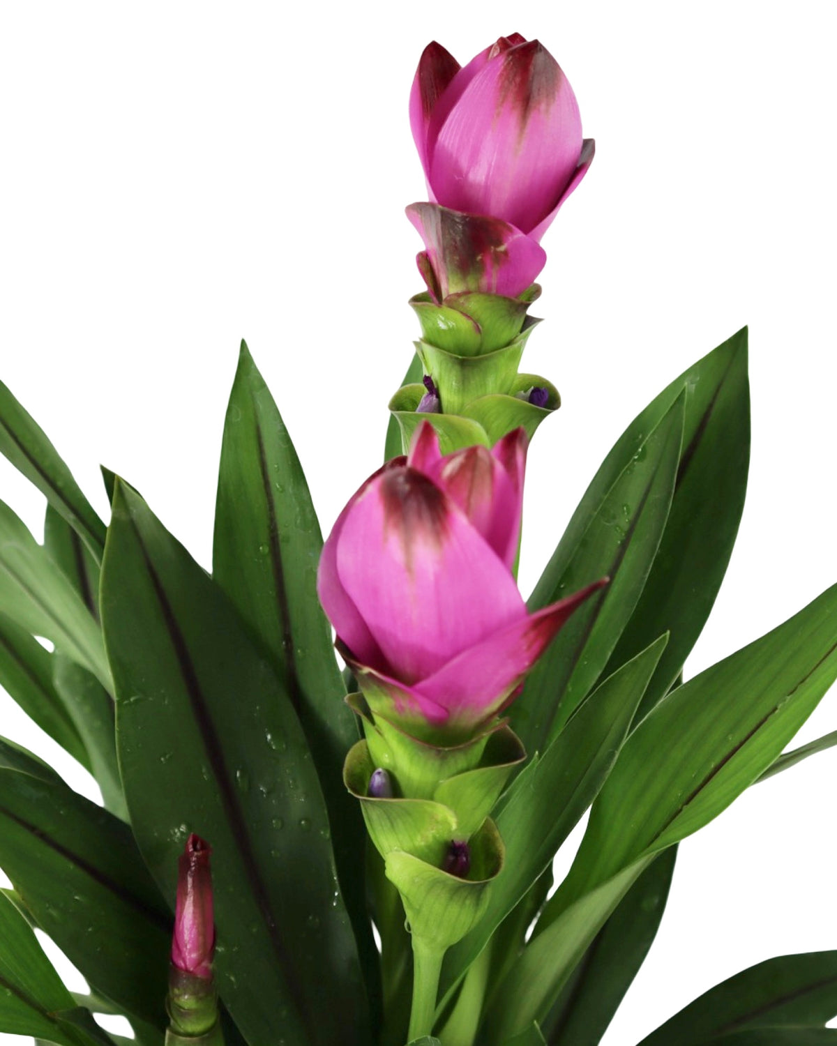 Curcuma alismatifolia - House Plants