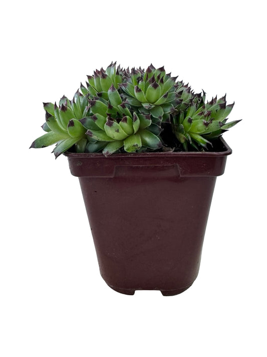 Sempervivum 'Mrs. Giuseppe' - Groundcovers