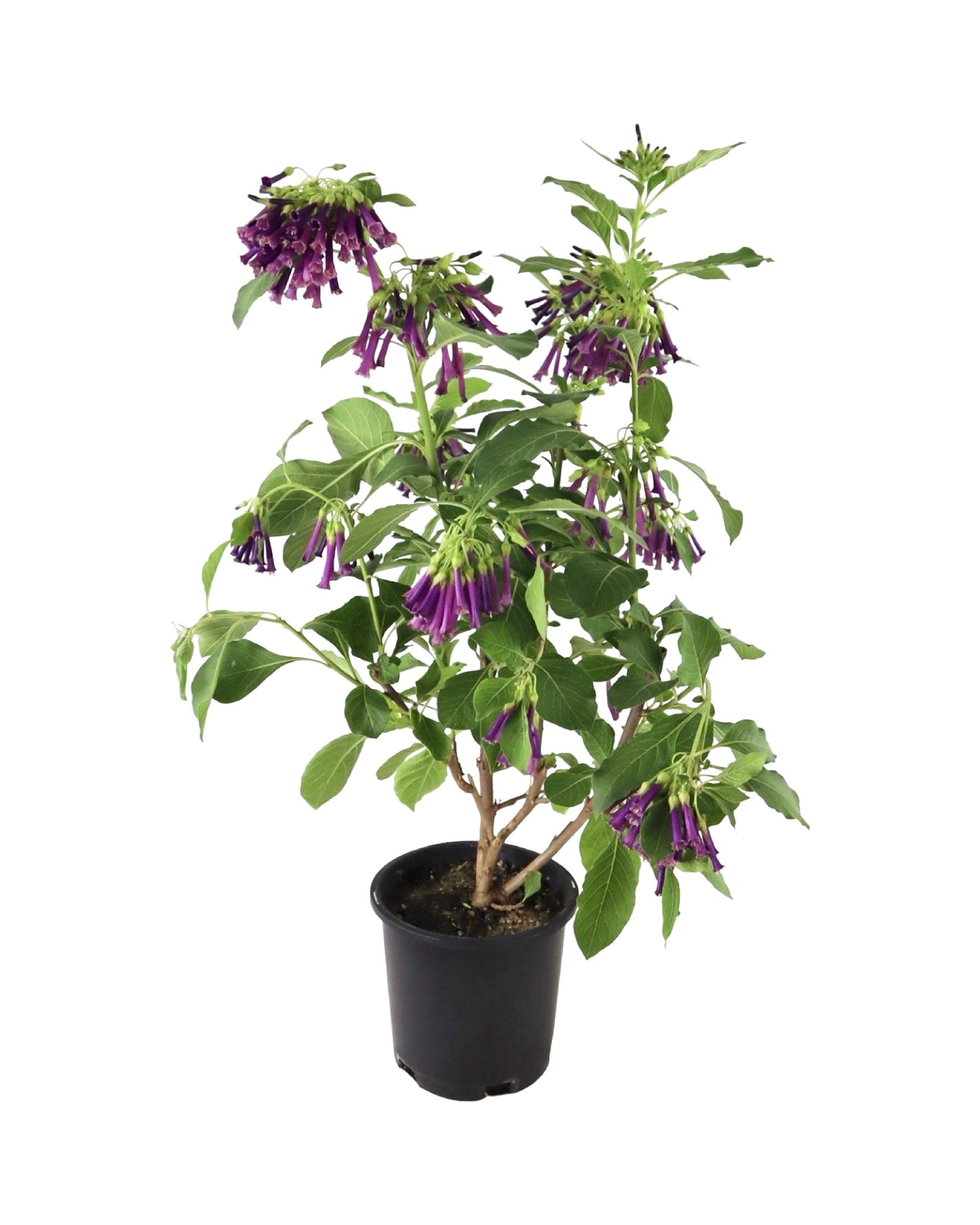 Iochroma cyaneum - Perennials