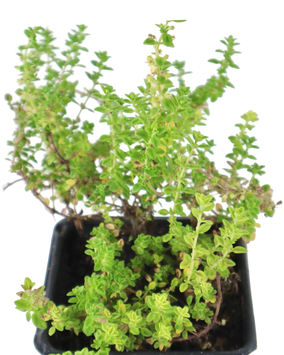 Thymus vulgaris - Herbs and Vegetables