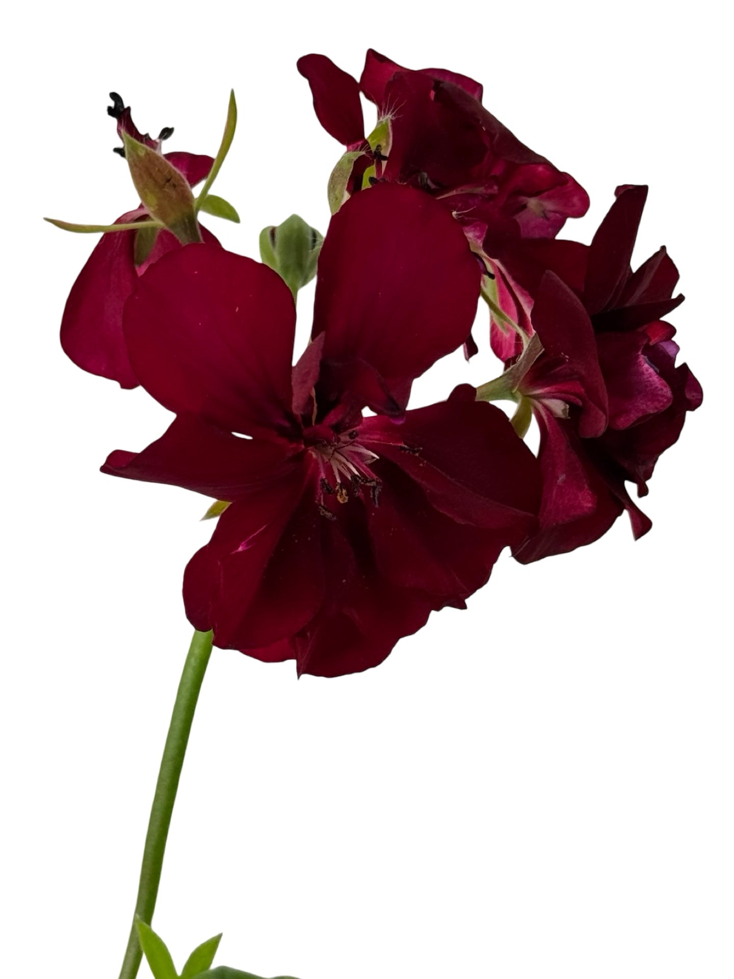 Ivy Geranium Ivy League® 'Burgundy' - Annuals