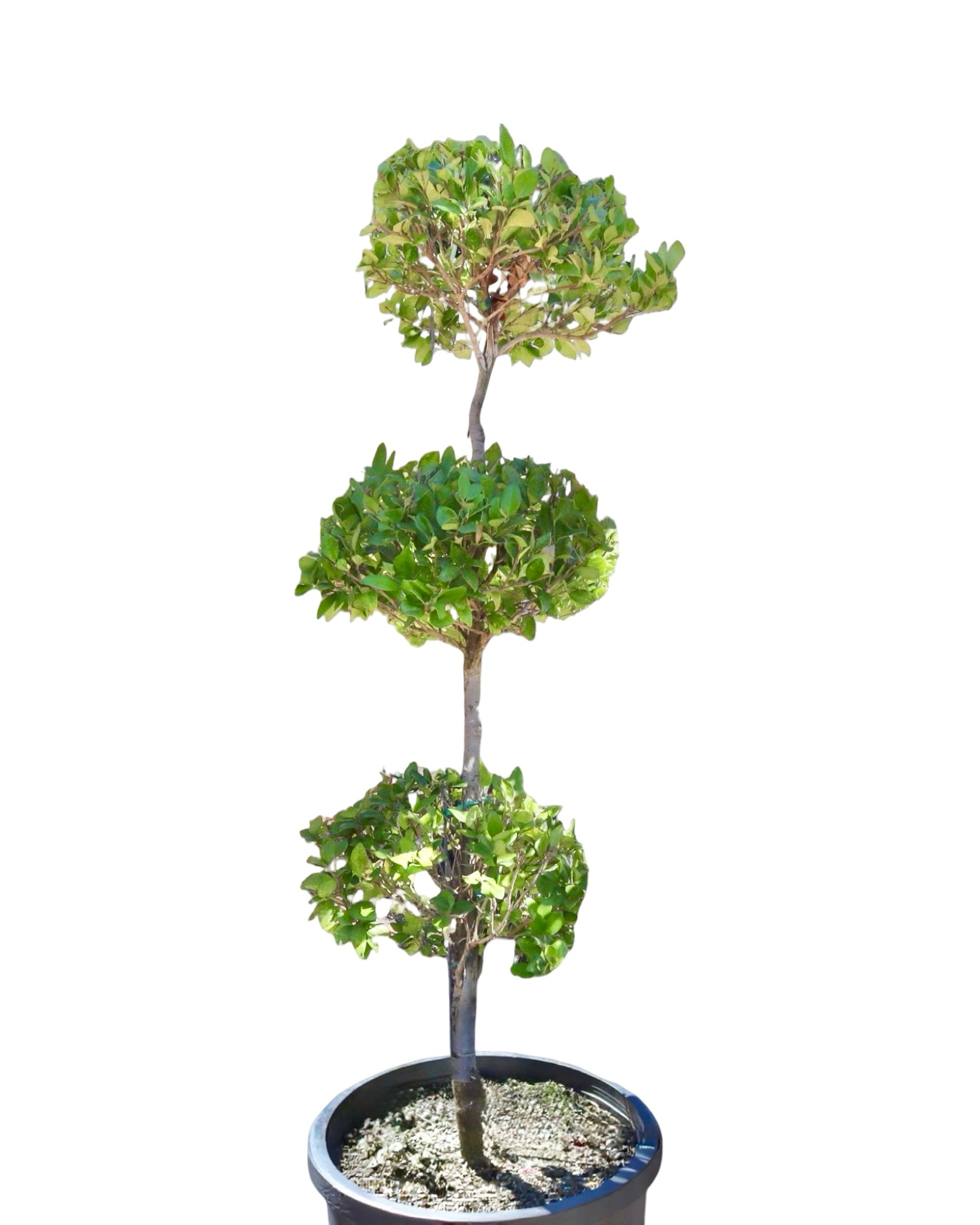 Ligustrum japonicum 'Texanum' 3 Ball Poodle - Shrubs