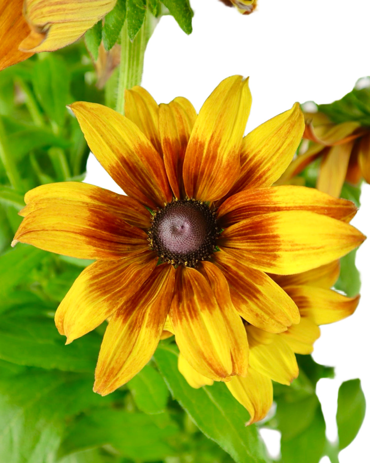 Echibeckia™ Summerina® Sunreef™ - Perennials