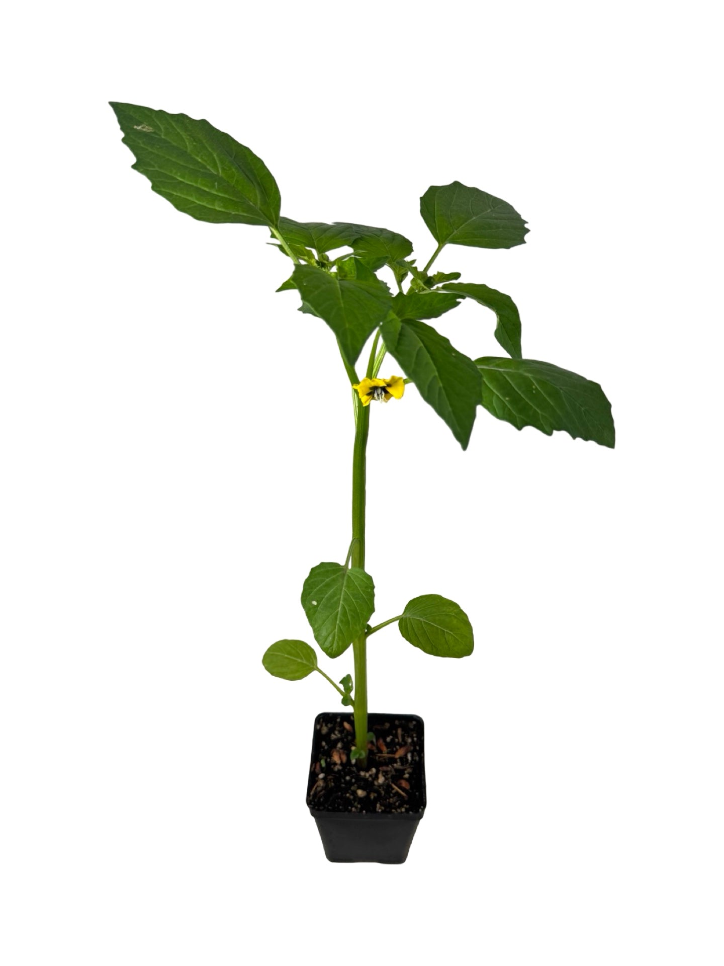 Tomatillo 'Mexican Strain' - Herbs and Vegetables