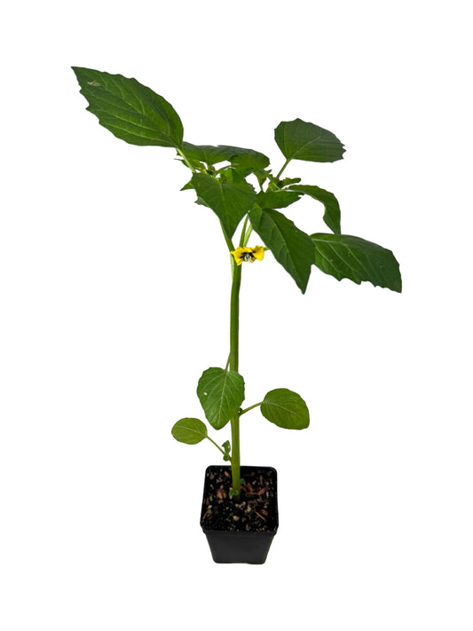 Tomatillo 'Mexican Strain' - Herbs and Vegetables