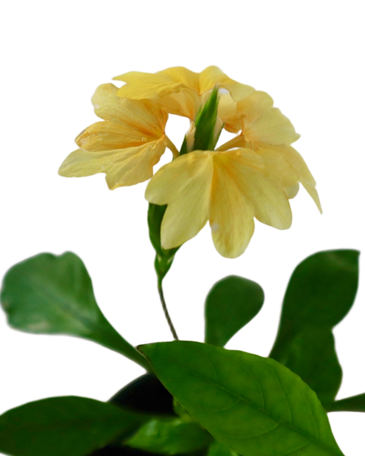 Crossandra infundibuliformis - House Plants