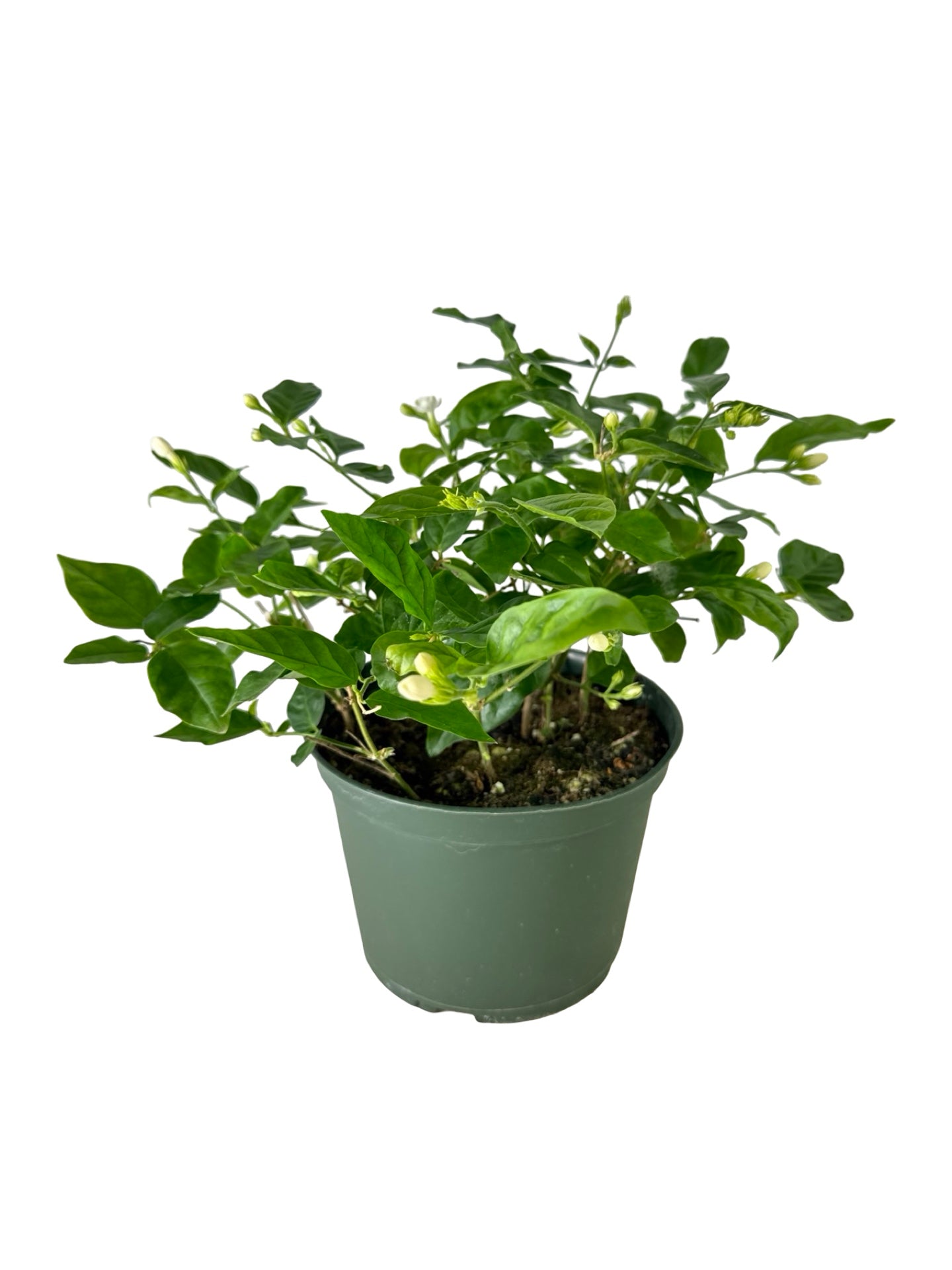 Jasminum sambac - House Plants