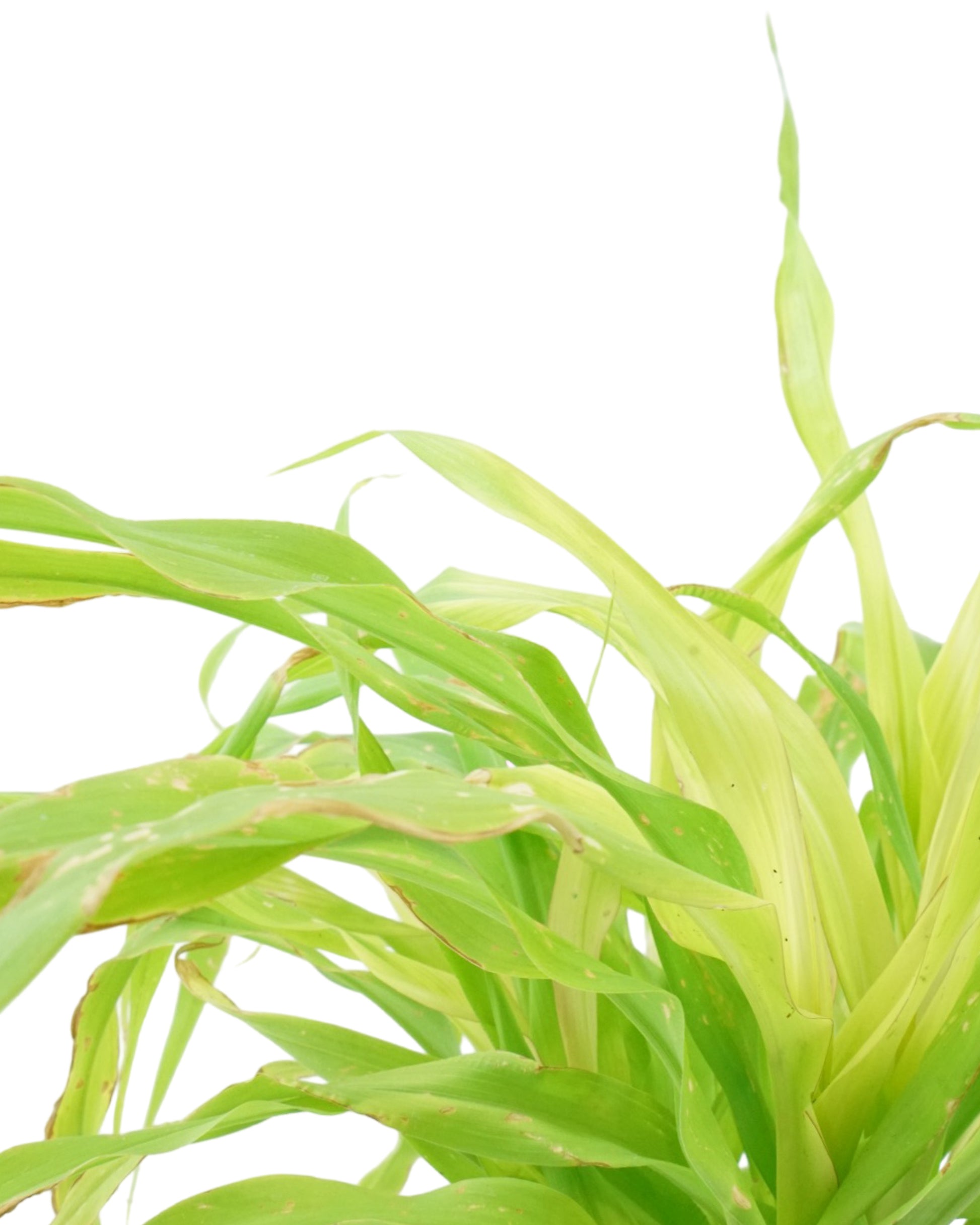 Millet 'Jade Princess' - Seasonal Plant