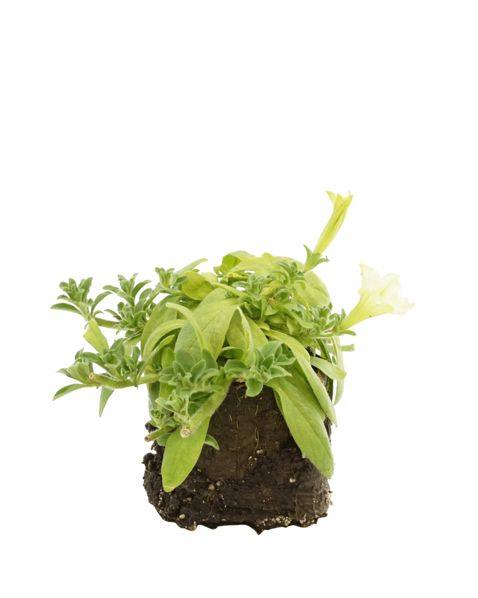 Petunia 'Surfinia Lime' - The Garden Corner