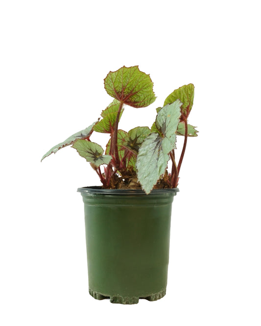 Begonia T-Rex® 'First Blush'