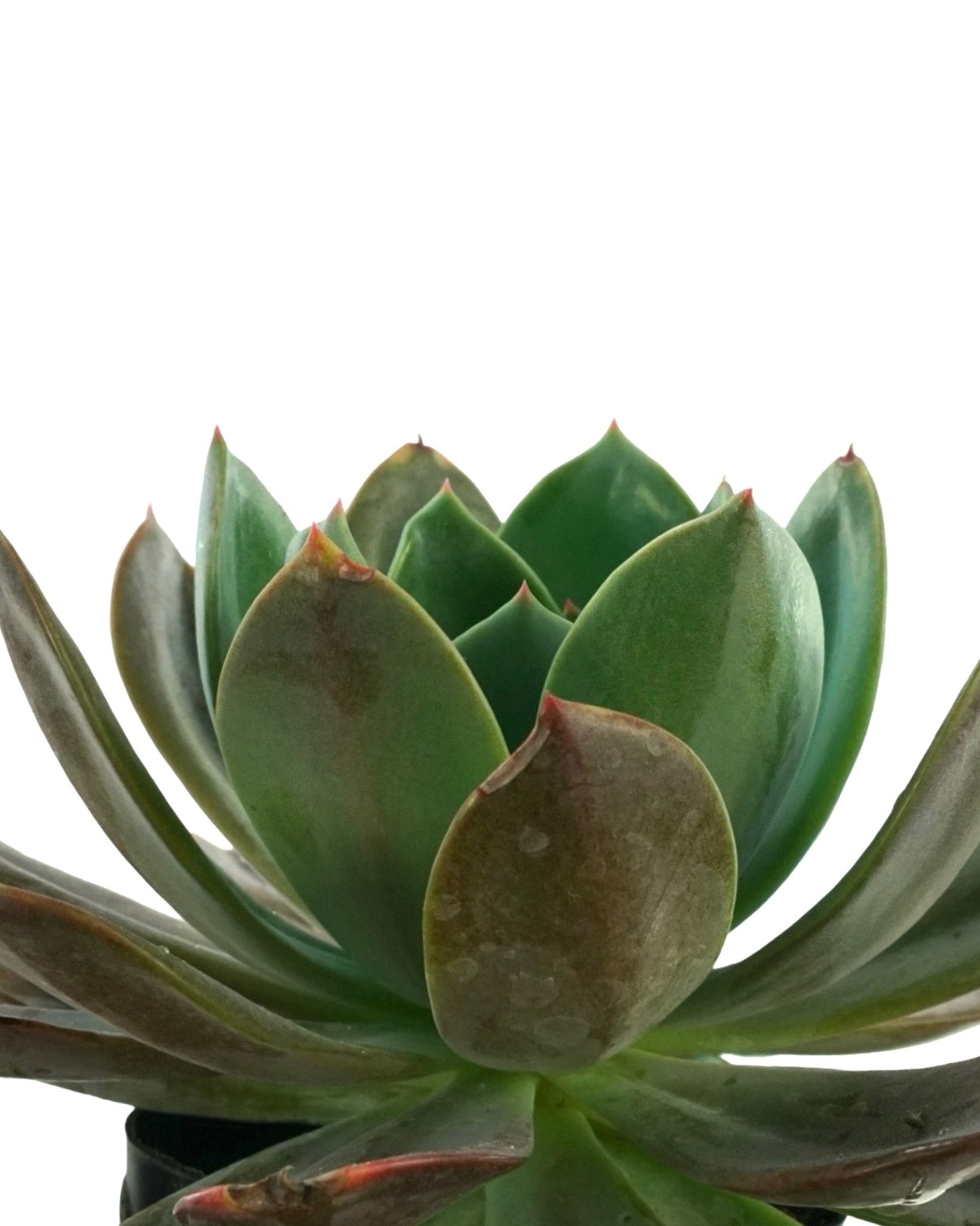 blue prince succulent Echeveria 'Blue Prince' – The Garden Corner