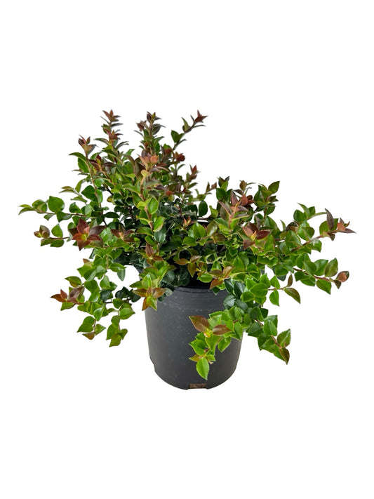Vaccinium ovatum 'Cascade Jewel' - Perennials