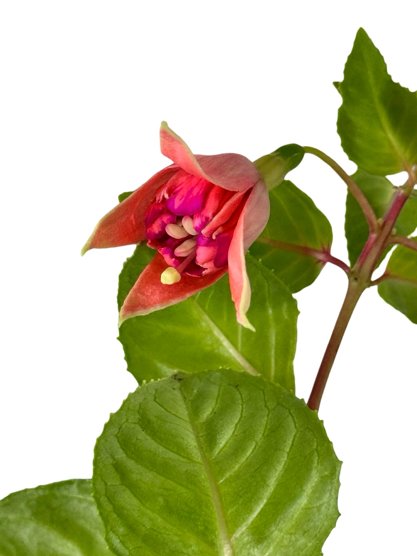 Fuchsia 'Bicentennial' - Annuals