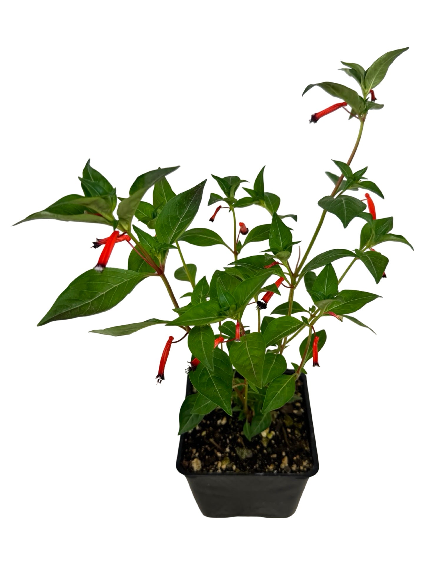 Cuphea 'Cherrybells' - Annuals