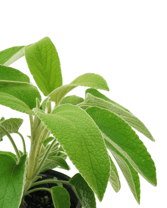 Phlomis x fruticosa 'Edwards Bowles' - The Garden Corner