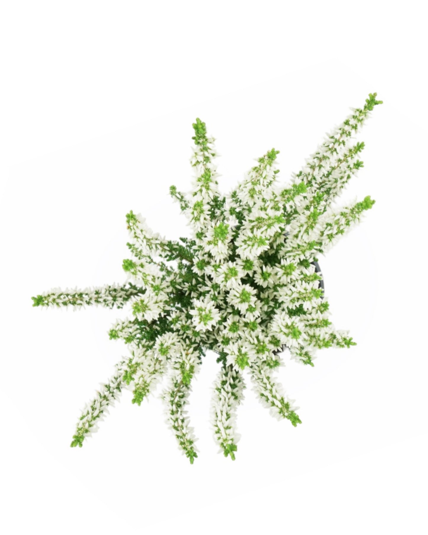 Calluna vulgaris 'Viva'