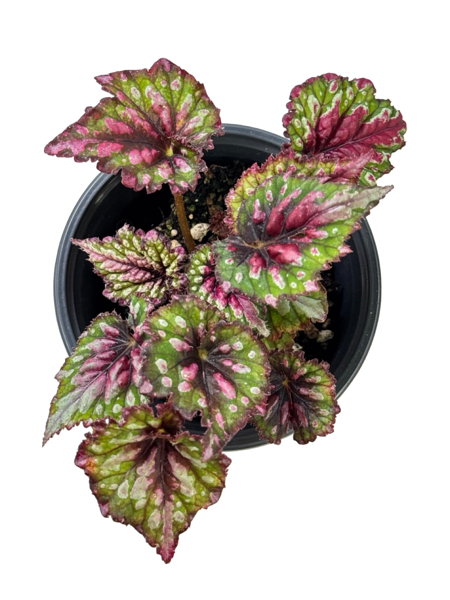 Rex Begonia 'Berry Swirl' - Annuals