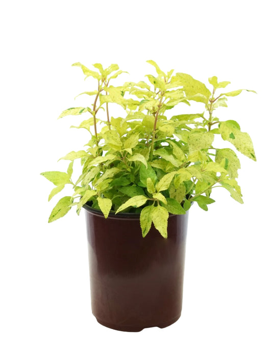 Phygelius 'Lemon Spritzer' - The Garden Corner