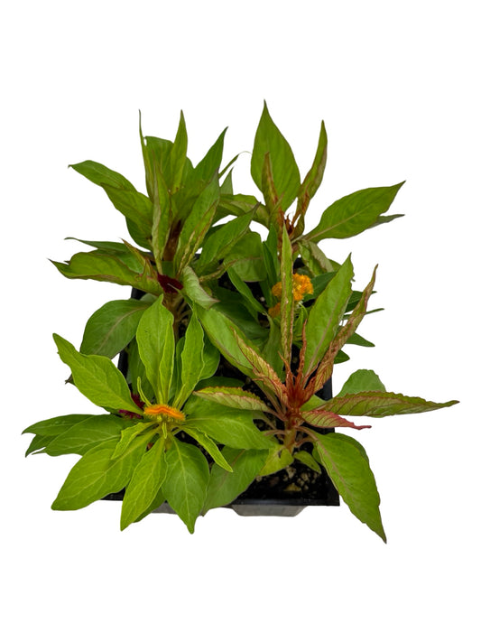 Celosia 'Jewel Box' Crested - Annuals