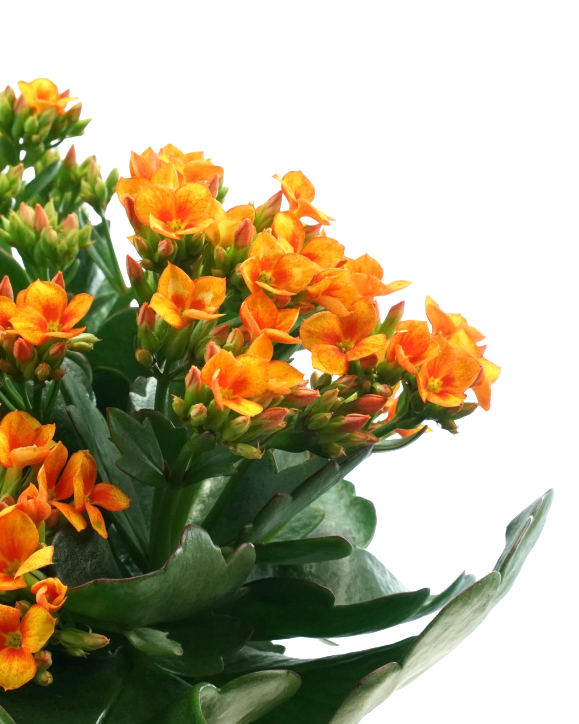 Kalanchoe Calandiva, Assorted - House Plants