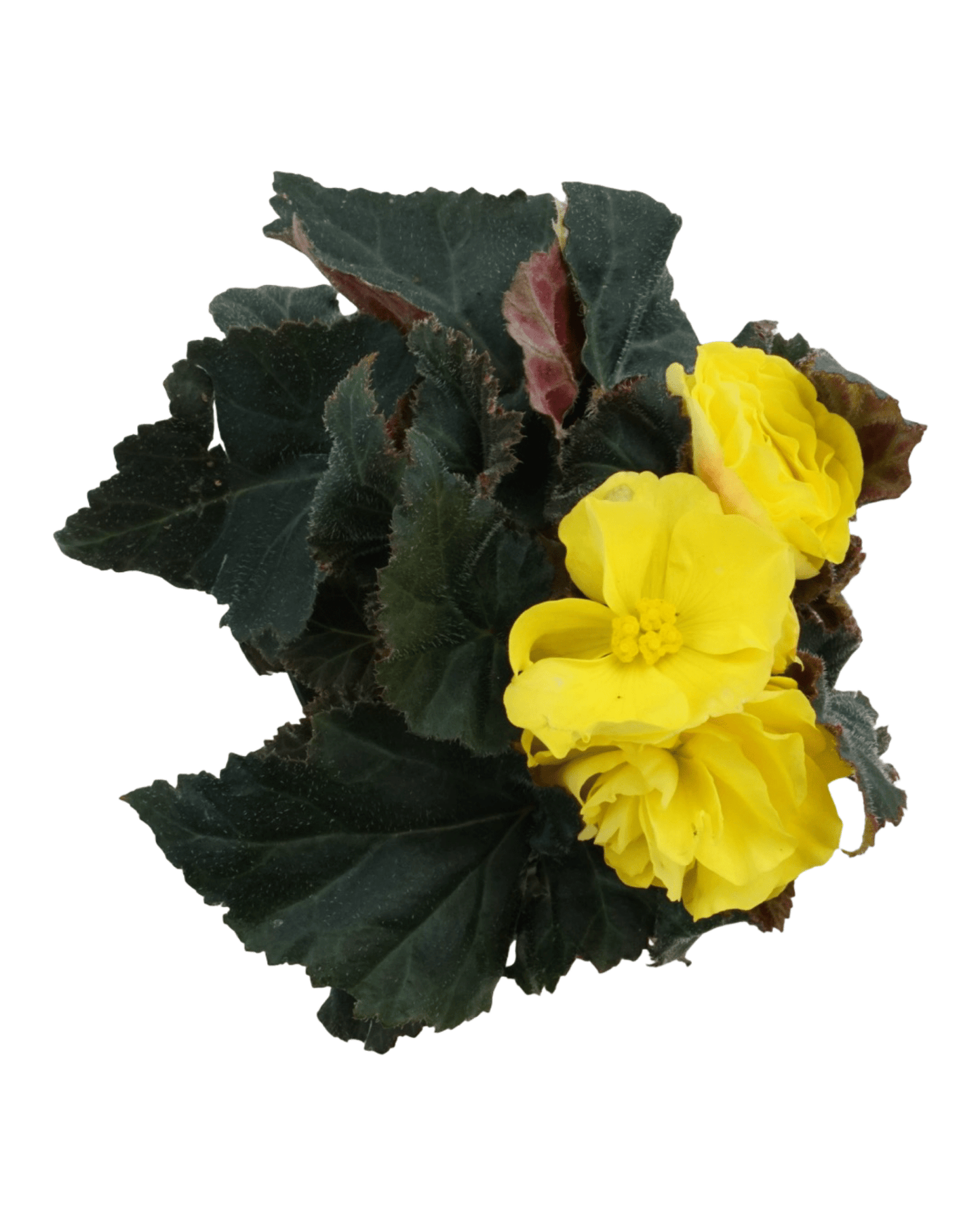 Begonia Nonstop Mocca 'Yellow' - The Garden Corner