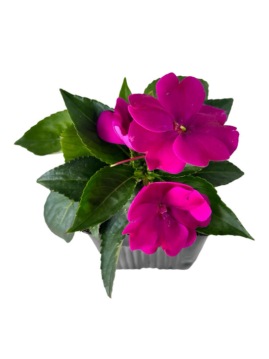 Sunpatiens compact 'Royal Magenta' - Annuals
