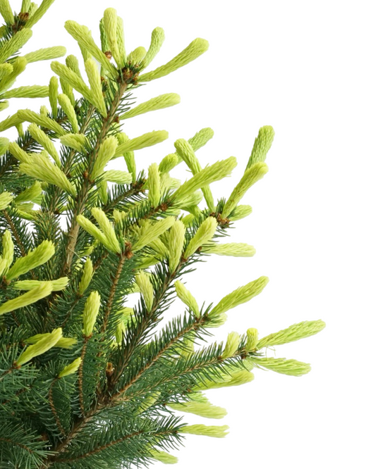 Picea glauca 'Mac's Gold'