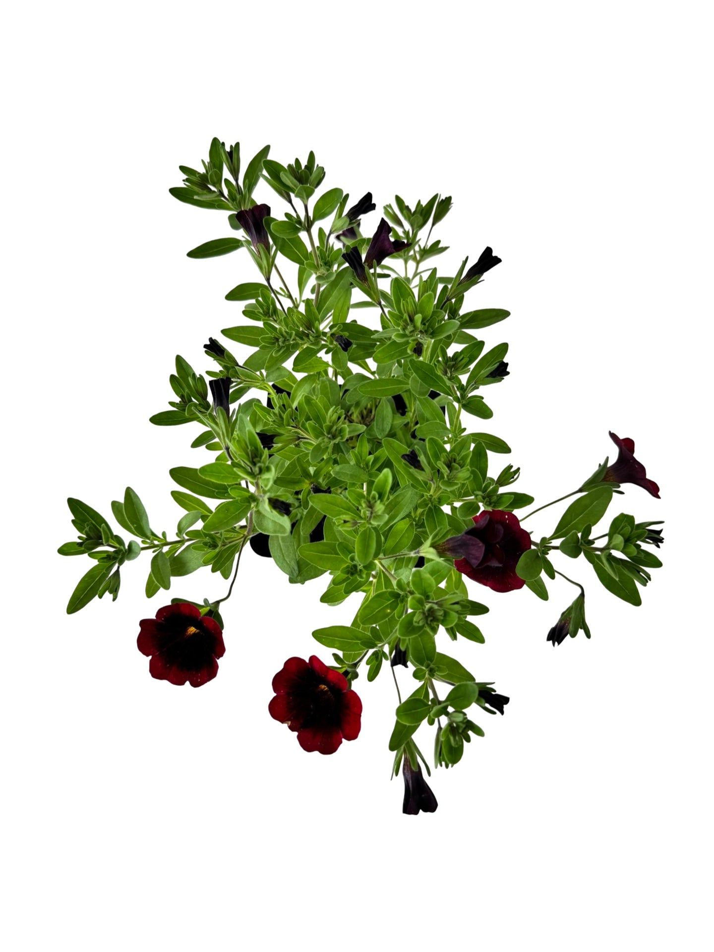 Calibrachoa Cha-Cha™ 'Red Kiss' - Annuals