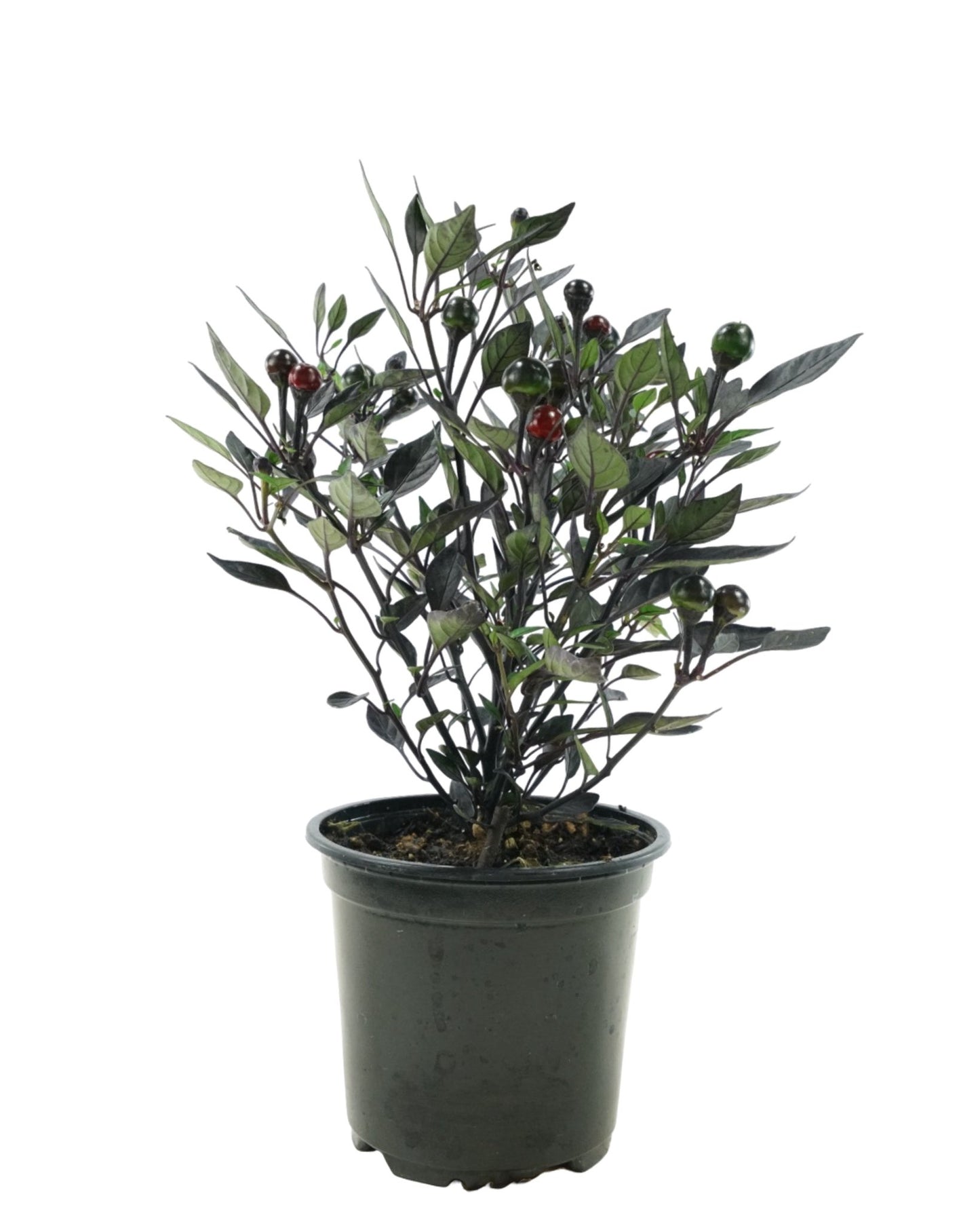 Capsicum annuum 'Onyx Red' - The Garden Corner