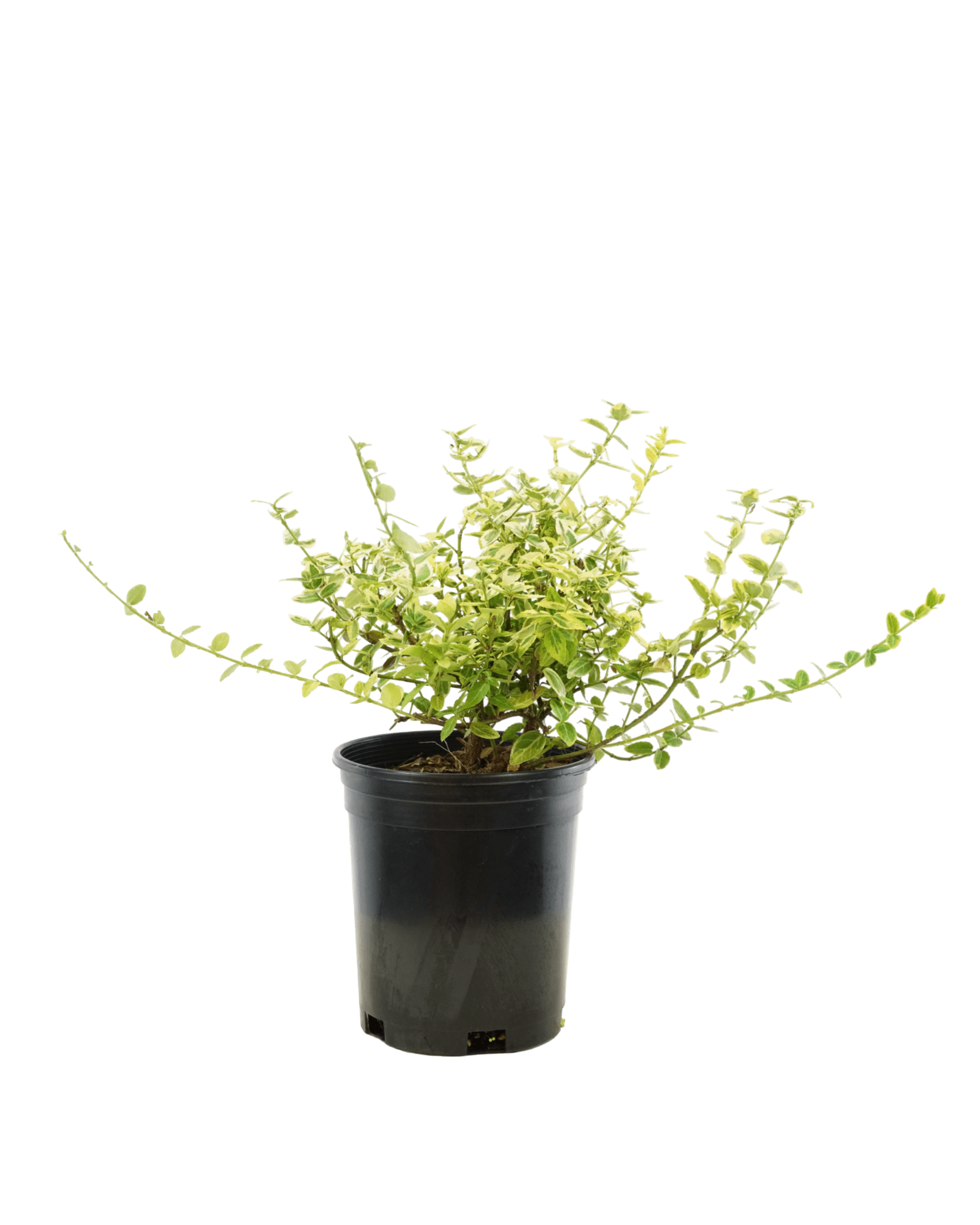 Euonymus fortunei 'Emerald n Gold' - Shrubs