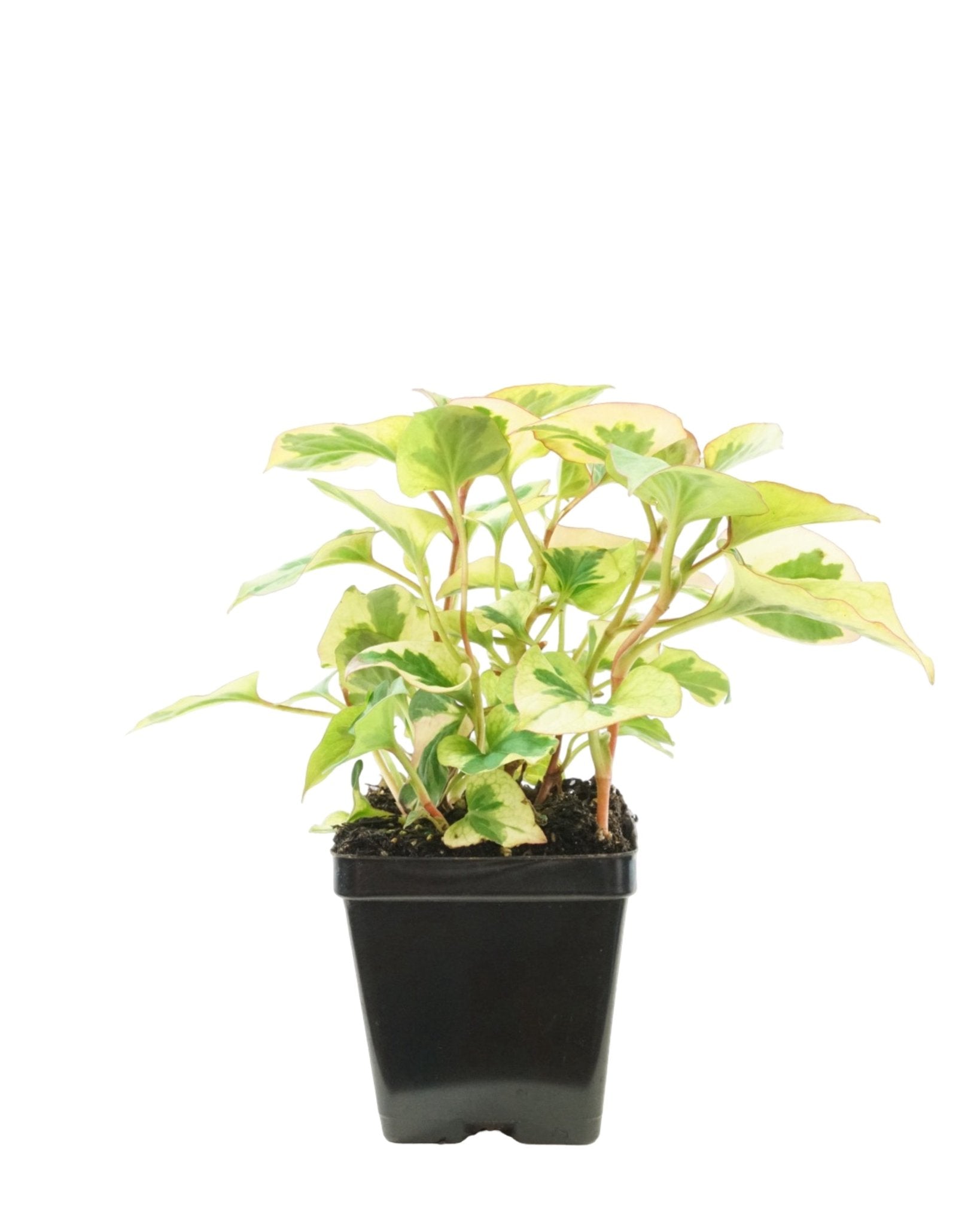 Houttuynia 'Chameleon' - The Garden Corner