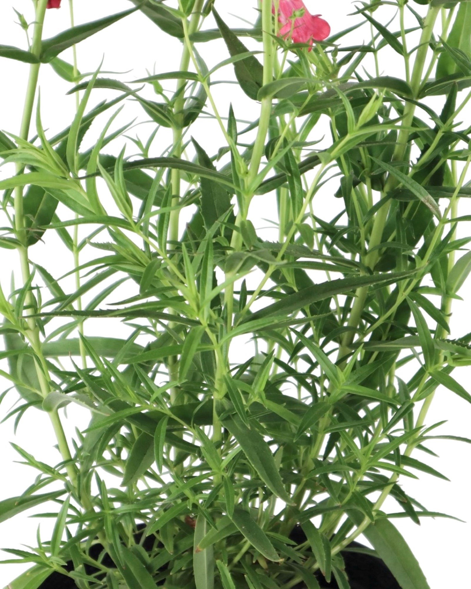 Penstemon Mountain Treats™ Rose - Perennials