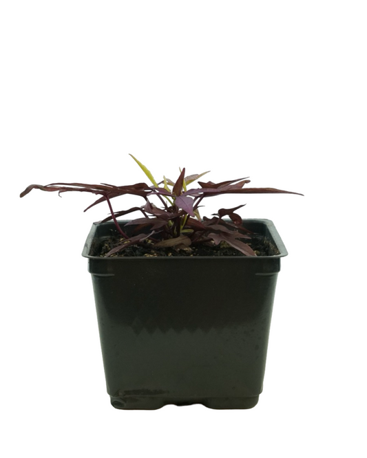 Ipomoea 'Spotlight Red'