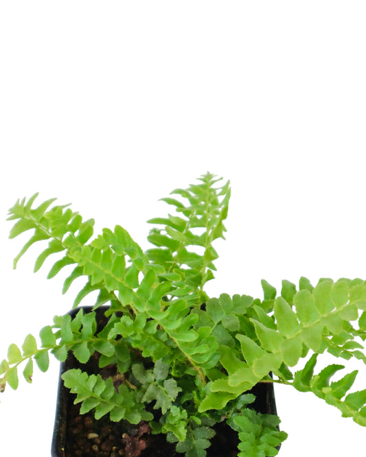 Polystichum acrostichoides - Perennials