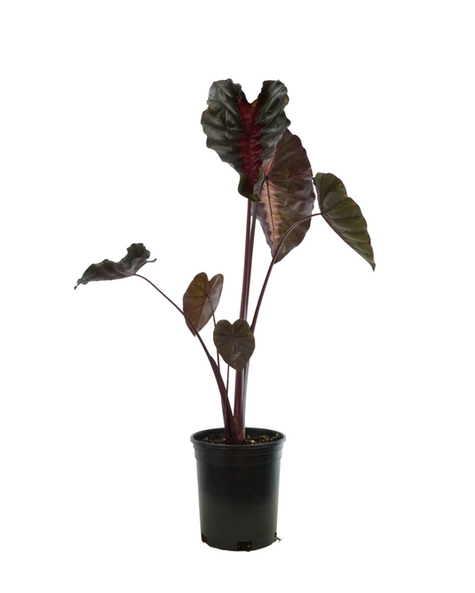 Colocasia 'Redemption'