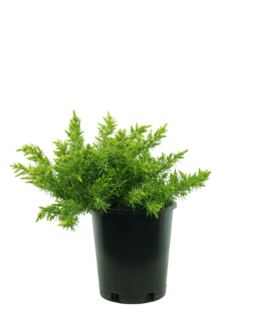 Juniperus conferta 'All Gold' - The Garden Corner