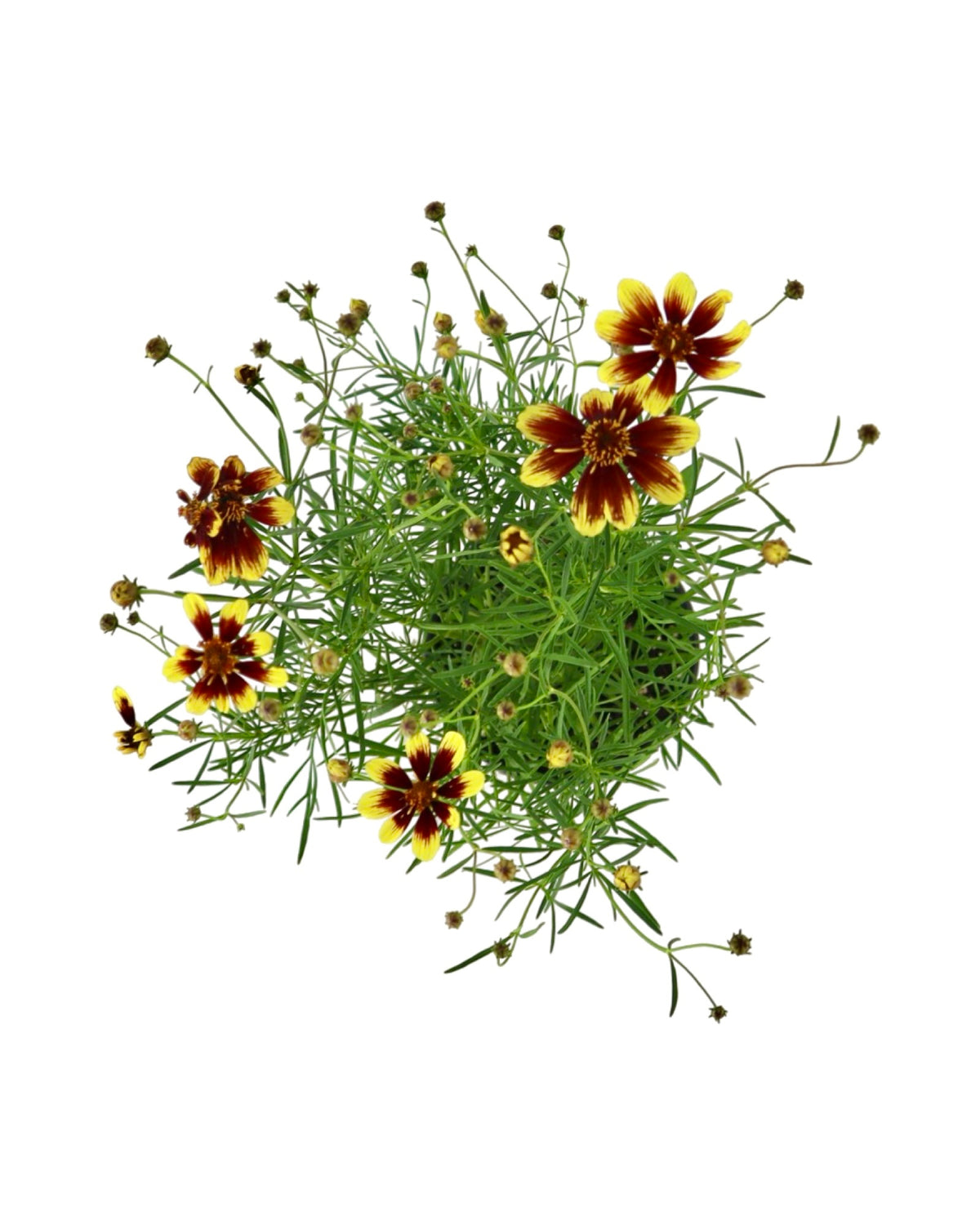 Coreopsis 'Bengal Tiger' - Perennials