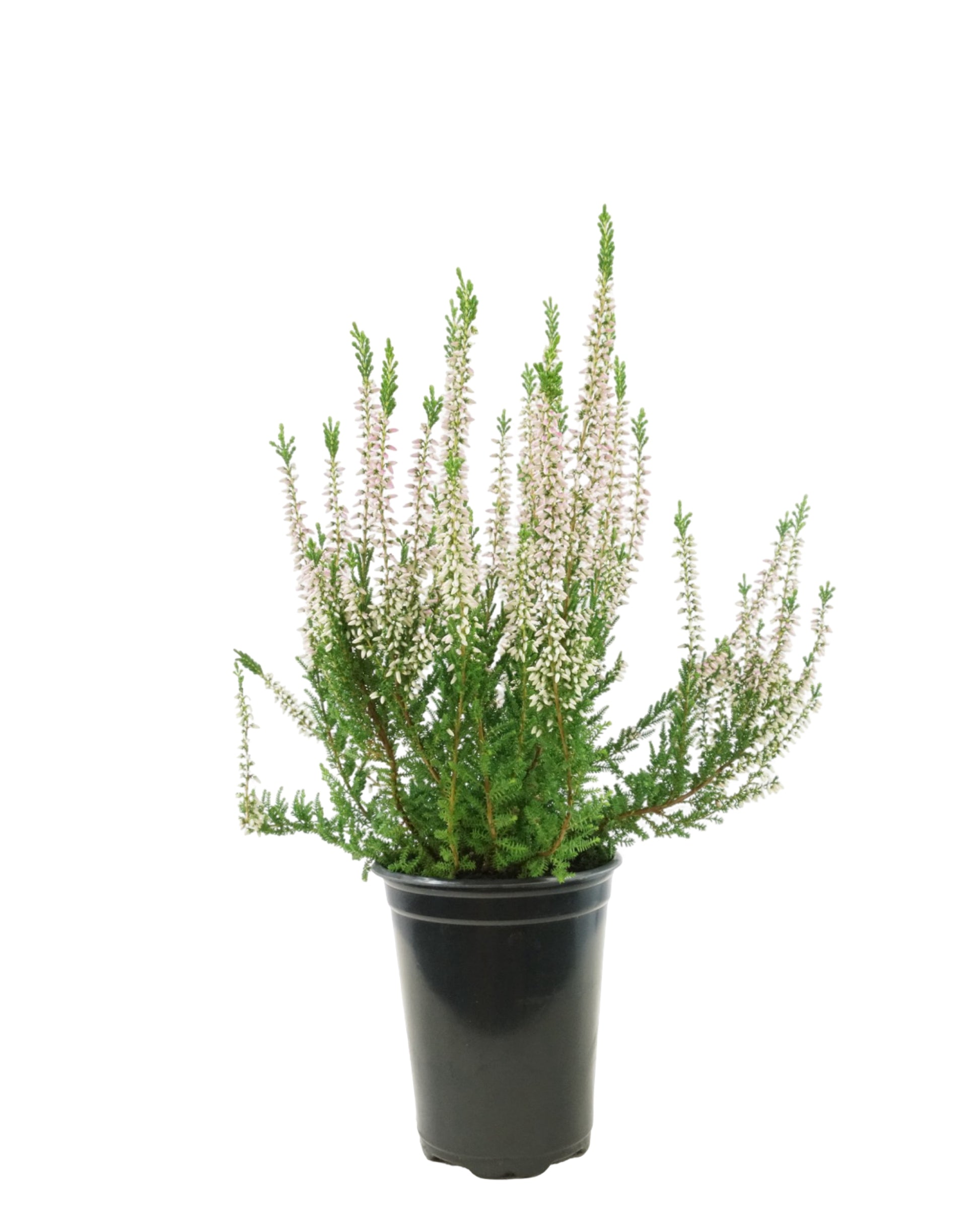 dracaena heather Calluna vulgaris 'Monique'