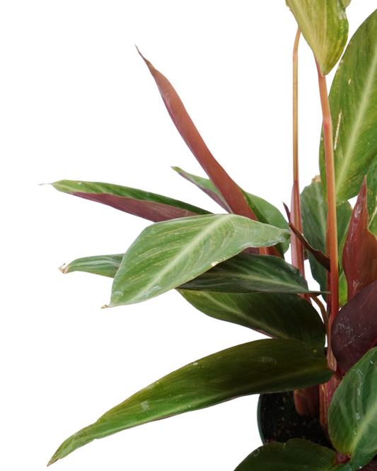 Stromanthe sanguinea