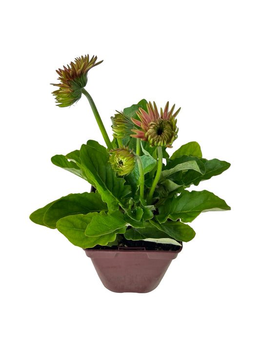 Gerbera Garvinea® Majestic Light Pink - Perennials