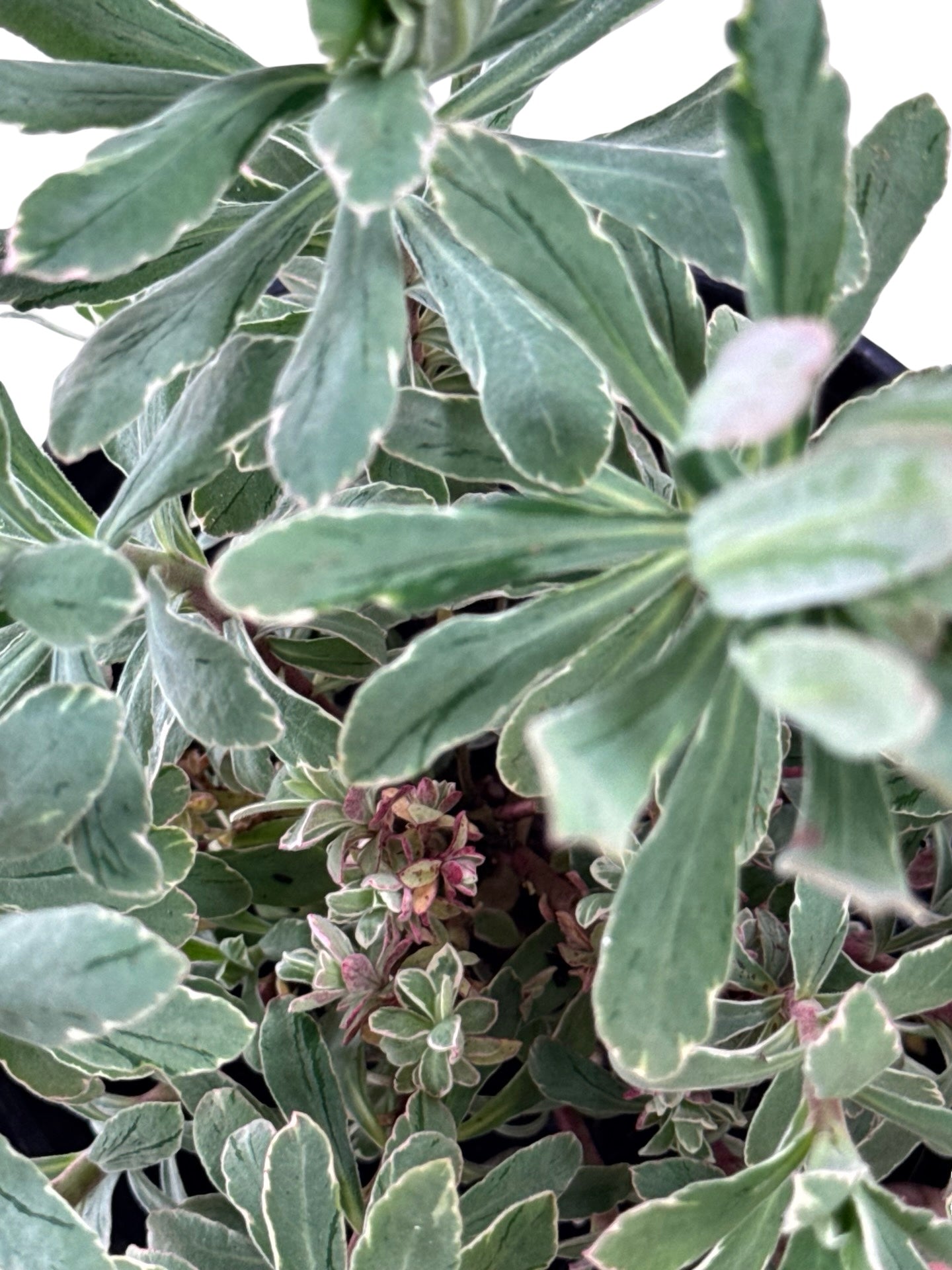 Euphorbia 'Silver Swan' - Perennials