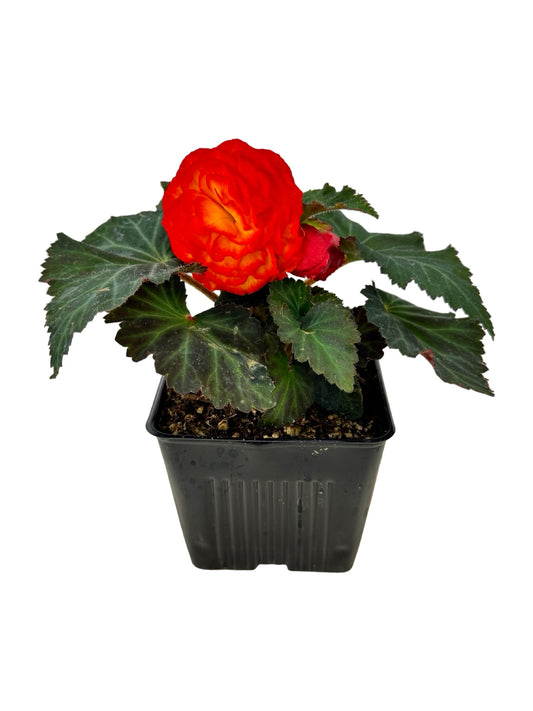 Begonia Nonstop 'Flame' - Annuals