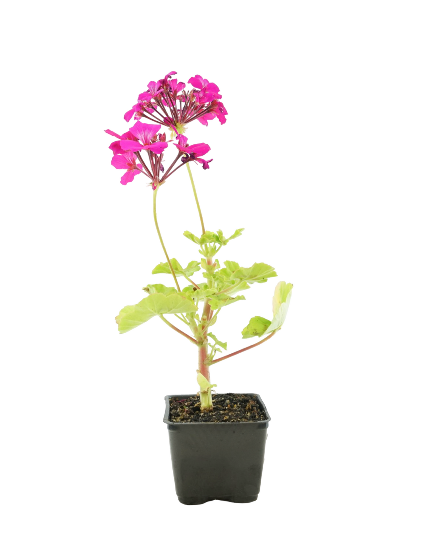 Geranium Zonal 'Caliente Lavender' - Annuals